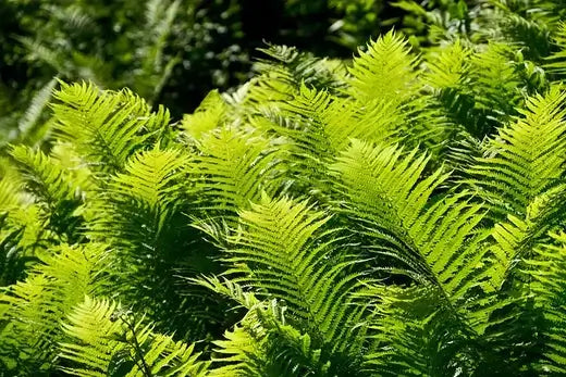 Lush vibrant green native fern fronds with delicate feathery texture