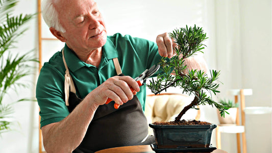 Dark green ceramic bonsai pot with trimmed evergreen tree in The Art of Bonsai