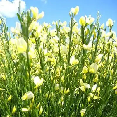 Delicate pale yellow flowers swaying in moonlight garden under blue sky