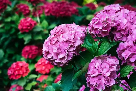 Vibrant pink hydrangea blooms for Tennessee gardens