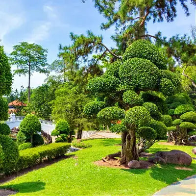 Lush green topiary tree with trimmed foliage in garden selection