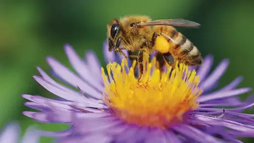 Honeybee on purple pollinator flower in The Importance of Pollinator Plants