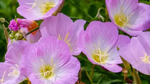 Showy evening primrose blossoms with soft pink petals, white veining, yellow centers
