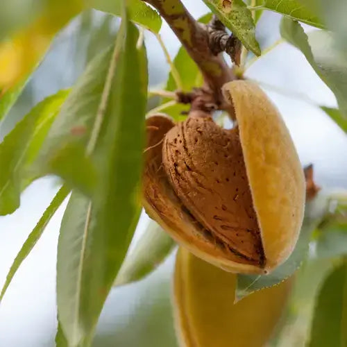 Ripe brown almond in split husk on tree branch