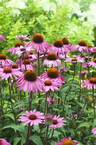 Vibrant pink coneflowers with fuzzy orange-brown centers in flower garden
