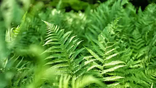 Lush green fern fronds with feathery texture for gardens