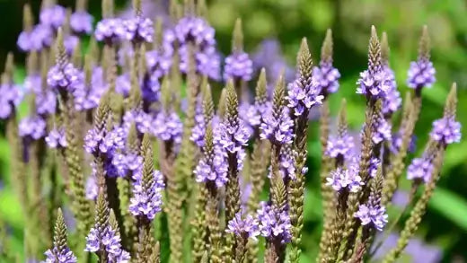 Purple verbena flowers in dense upright clusters on green stems