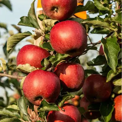 Cluster of ripe glossy red apples on fruit tree branch