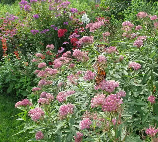 Vibrant pink milkweed flowers with resting monarch butterflies