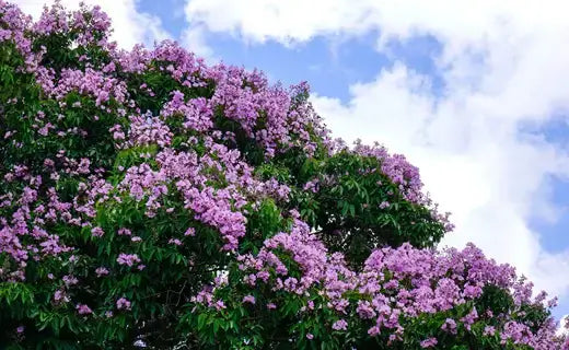 Twilight crepe myrtle tree with vibrant purple blossoms and green leaves under blue sky