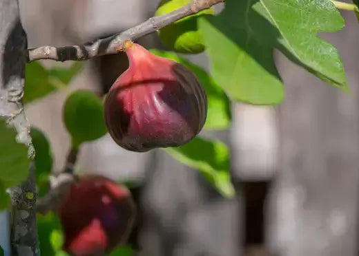 Ripe deep purple fig on Brown Turkey fig tree branch