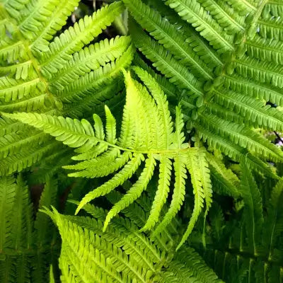 Vibrant native green fern fronds with feathery textures