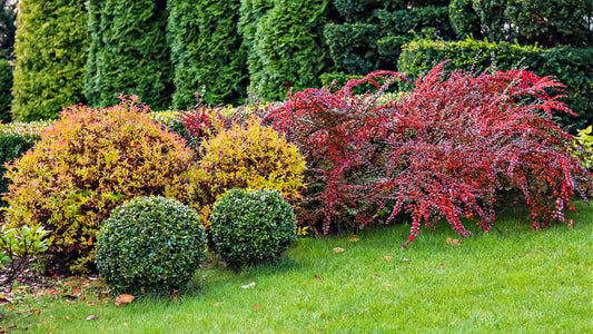 Vibrant exotic native shrubs with fiery red, yellow, green foliage in manicured US garden