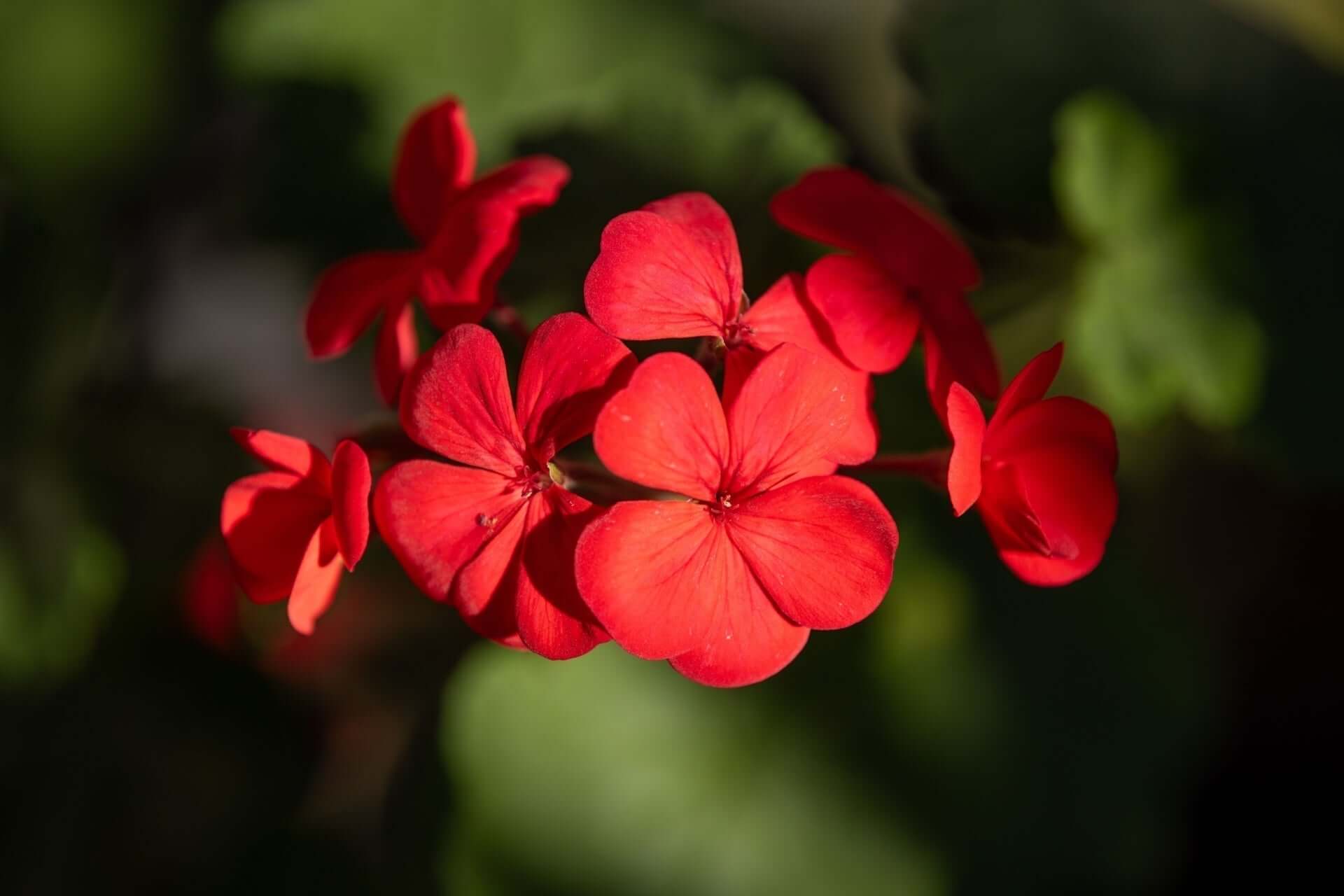 Vibrant red geranium flowers for part sun shade perennials garden