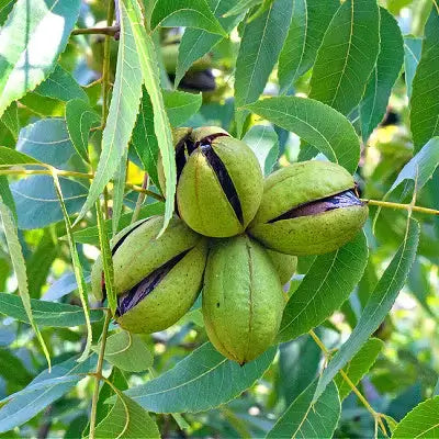 Green split pecan husks hanging from tree branch amid lush leaves
