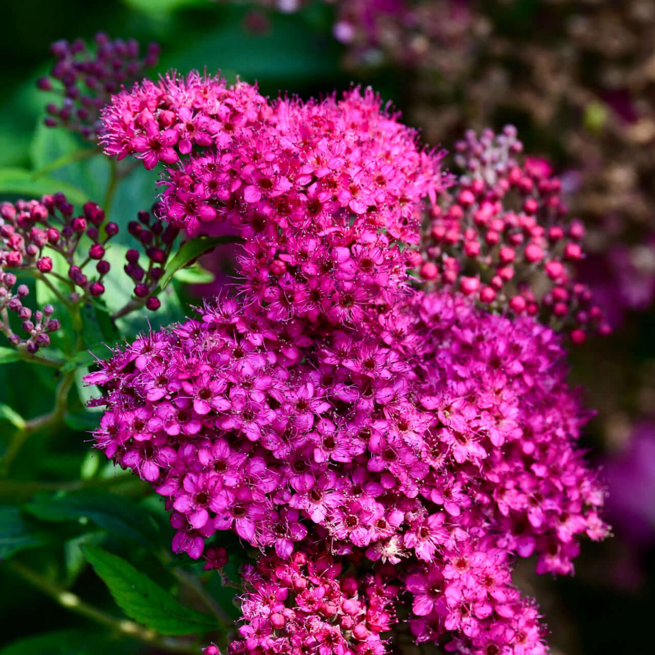 Vibrant magenta fall flower cluster with dense blossoms and green foliage
