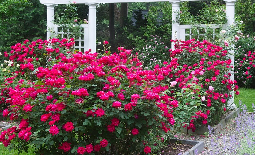 Vibrant deep pink roses bush in Are You Thinking Roses article
