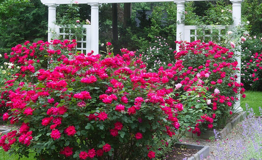 Vibrant deep pink roses bush in Are You Thinking Roses article