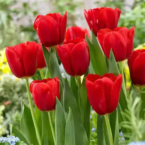 Vibrant red Seadov tulips with glossy petals and slender green stems
