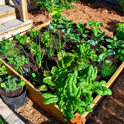 Wooden raised garden bed with lush organic vegetables and herbs