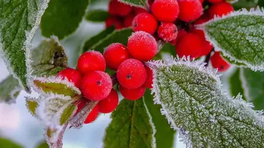 Frosted vibrant red winterberry shrubs on green leaves