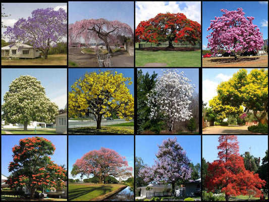 Vibrant flowering tree with purple blossoms at TN Online Nursery