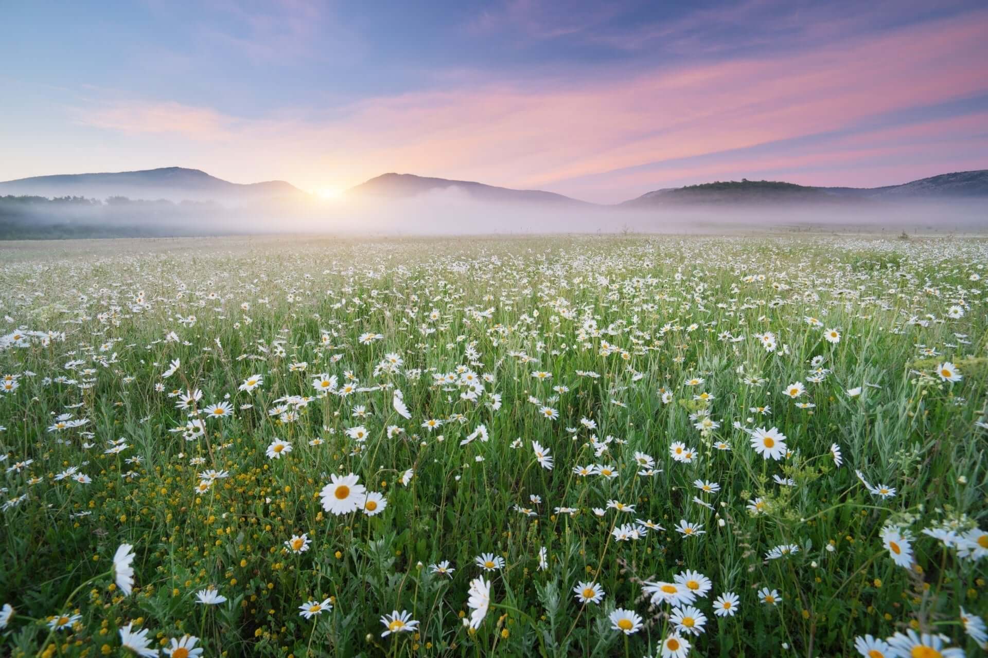 Spring Landscape