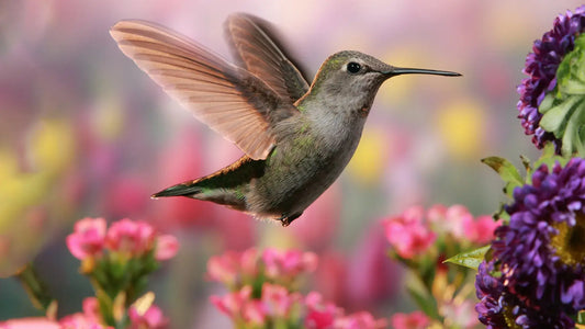 Gray hummingbird with iridescent green feathers hovers in Homegrown National Park Initiative