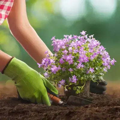 Vibrant purple flowering plant in pot from TN Nursery Tennessee Wholesale Nursery