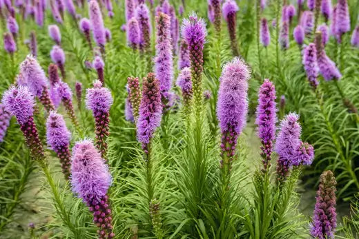 Purple flower spikes with feathery petals on green stems in perennial field