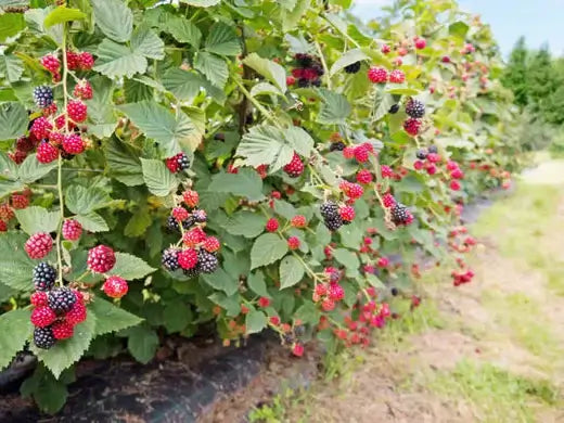 Lush ripe blackberries on bush for planting advantages