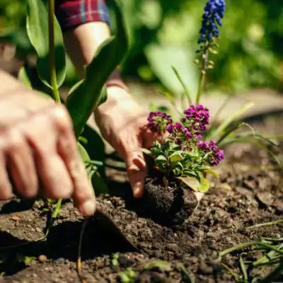 Vibrant purple flowering plant with lush green leaves from TN Nursery