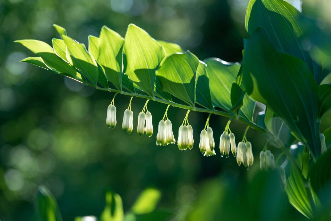 Delicate bell-shaped white flowers of Solomons Seal on green stem