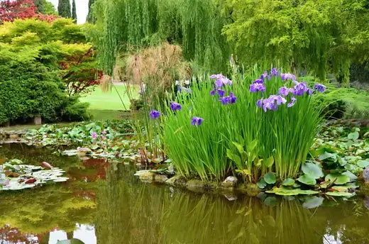 Purple iris flowers with green stems in lush wetland pond garden