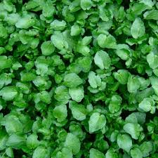 Fresh green leafy English ivy vegetable crop in TN Nursery guide