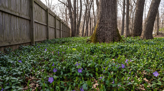 Evergreen vinca minor carpeting the shady ground beneath trees, with glossy green leaves and purple flowers