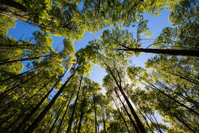 Towering evergreen trees with slender trunks against blue sky