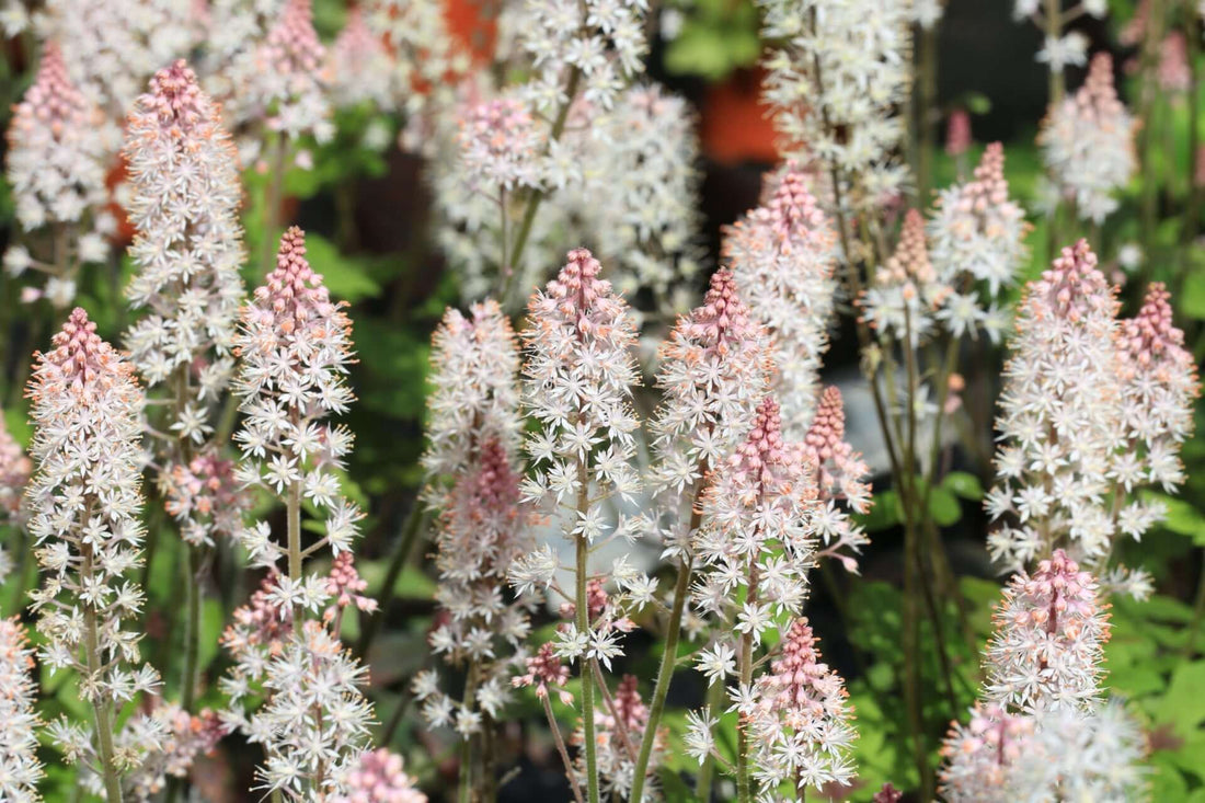Delicate white and pink foam flower star-shaped clusters on green stems