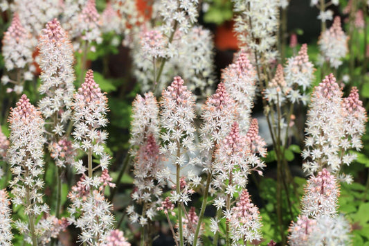 Delicate white and pink foam flower star-shaped clusters on green stems