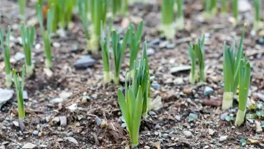 Young green daffodil shoots emerging from soil for affordable gardens