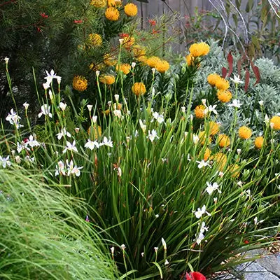 Vibrant white irises and golden globe flowers with native grasses in landscaping