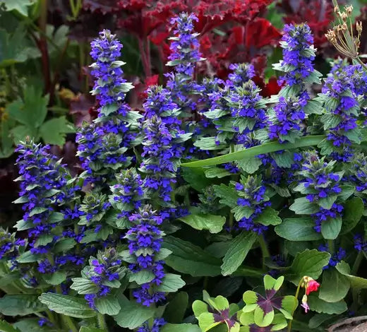 Vibrant purple ground cover flowers with clustered blooms and lush green foliage