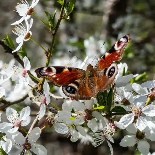Peacock butterfly on wild plum tree with vibrant eye patterns