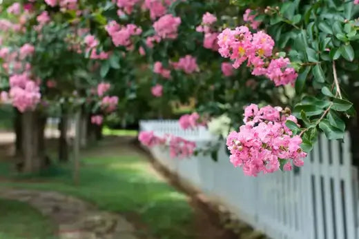 Pink crepe myrtle blossoms cluster on lush green tree by white picket fence