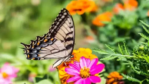 Black and white swallowtail butterfly with orange spots on pink flower in butterfly garden