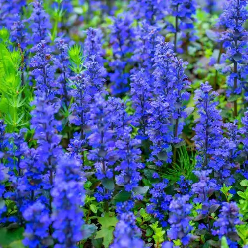 Vibrant bugleweed field with deep blue-purple clustered blooms on green stems