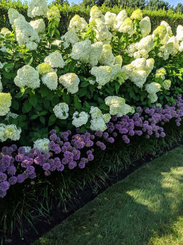 Vibrant white and purple hydrangeas in lush garden bed at TN Mail order nursery