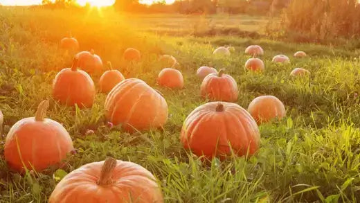 Oranges and orange pumpkins scattered in grassy field at golden sunset