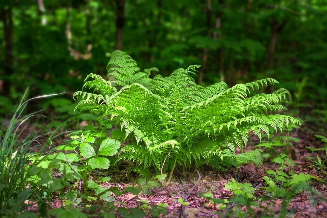 Vibrant green fern with feathery fronds in forest, fascinating ferns