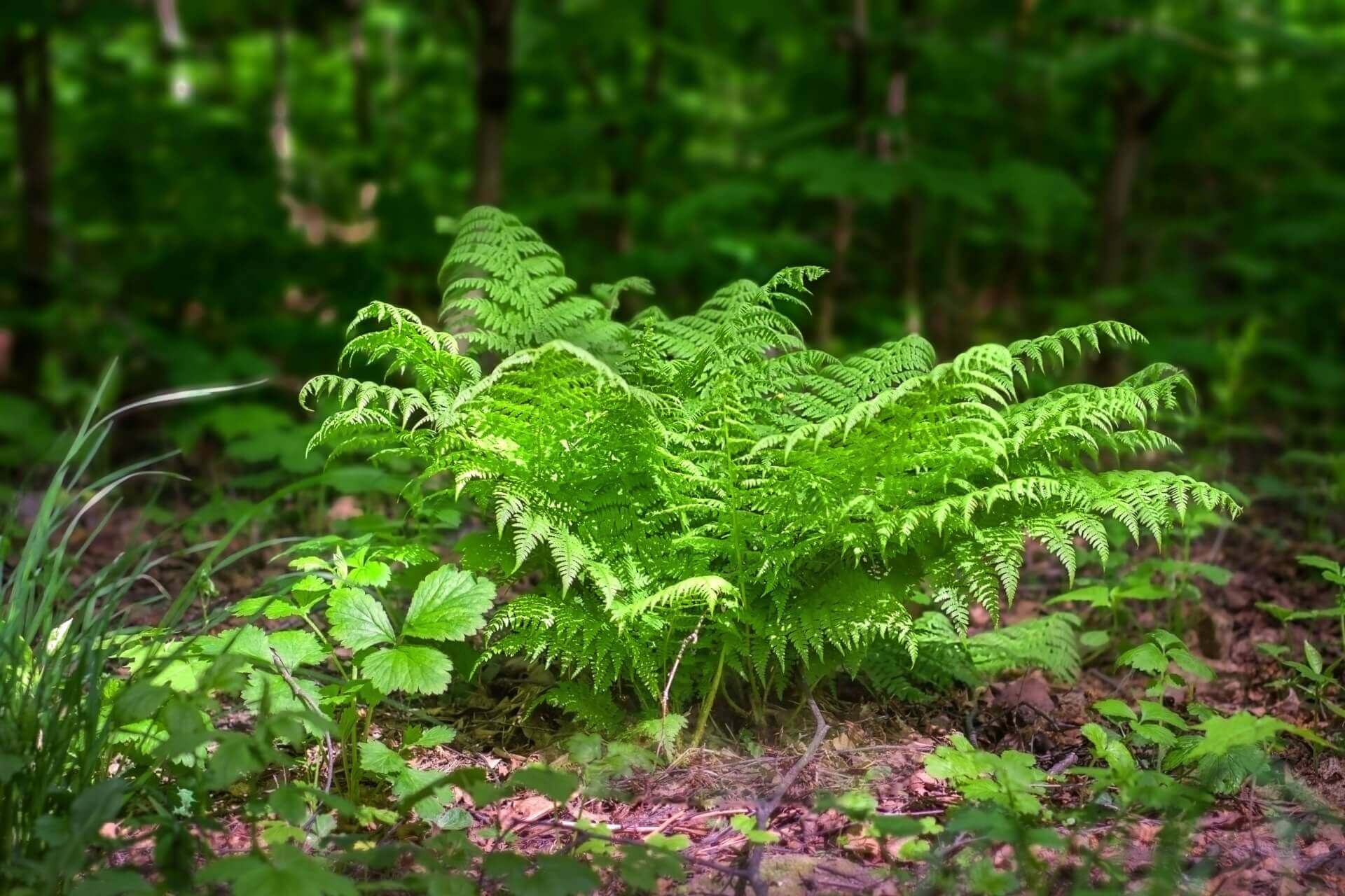 Vibrant green fern with feathery fronds in forest, fascinating ferns